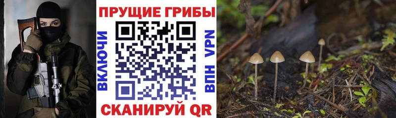 Псилоцибиновые грибы Psilocybine cubensis где продают Соль-Илецк